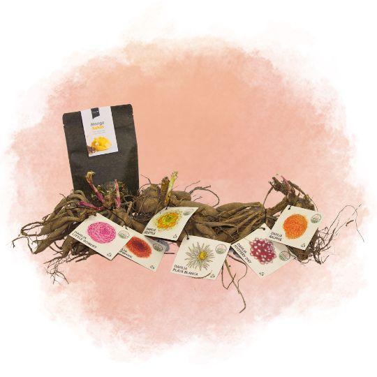 Scatola Di Bulbi Olandesi Grandi, Set Di 6 Dalie + Tè Al Cocco E Mango In Omaggio