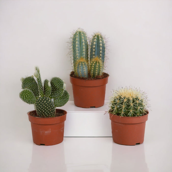 Scatola Per Cactus E Piante Grasse
