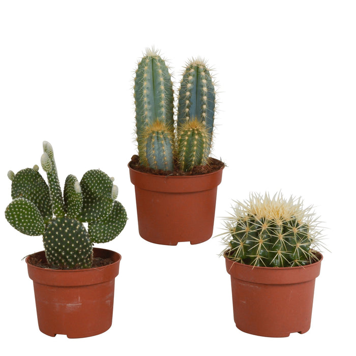 Scatola Per Cactus E Piante Grasse
