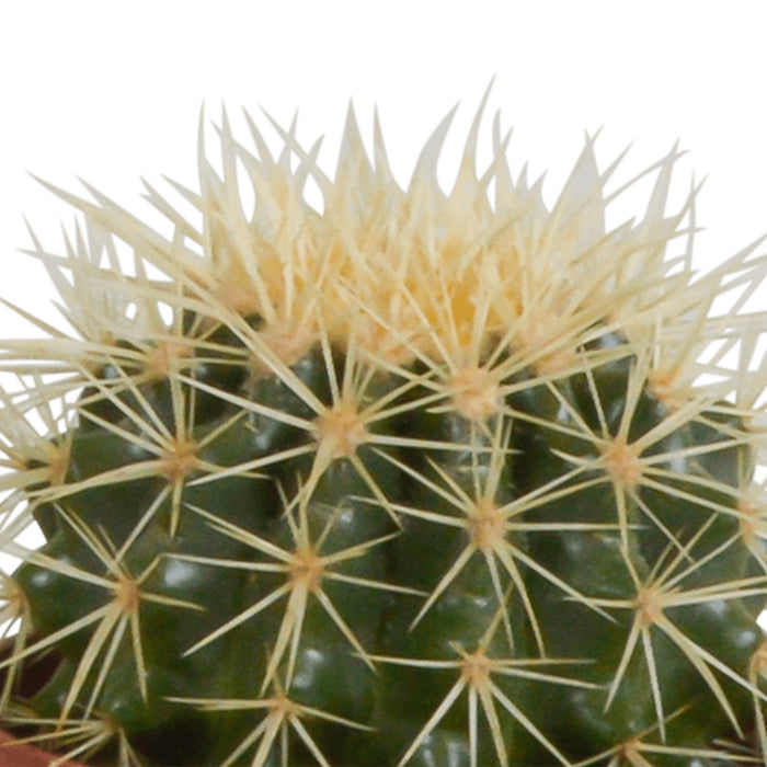 Scatola Per Cactus E Piante Grasse