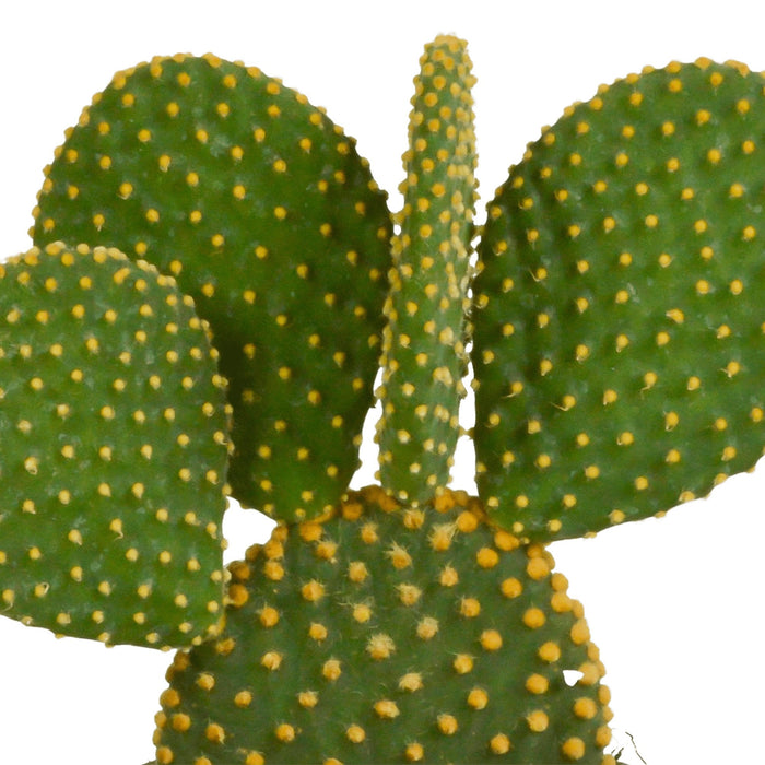 Scatola Per Cactus E Piante Grasse