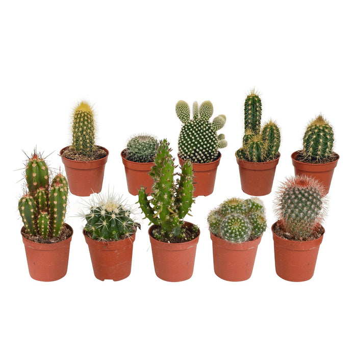 Scatola Per Cactus E Piante Grasse