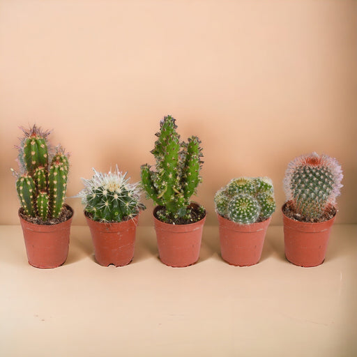 Scatola Per Cactus E Piante Grasse