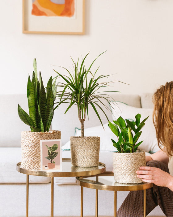 Scatola Per Piante Easycare