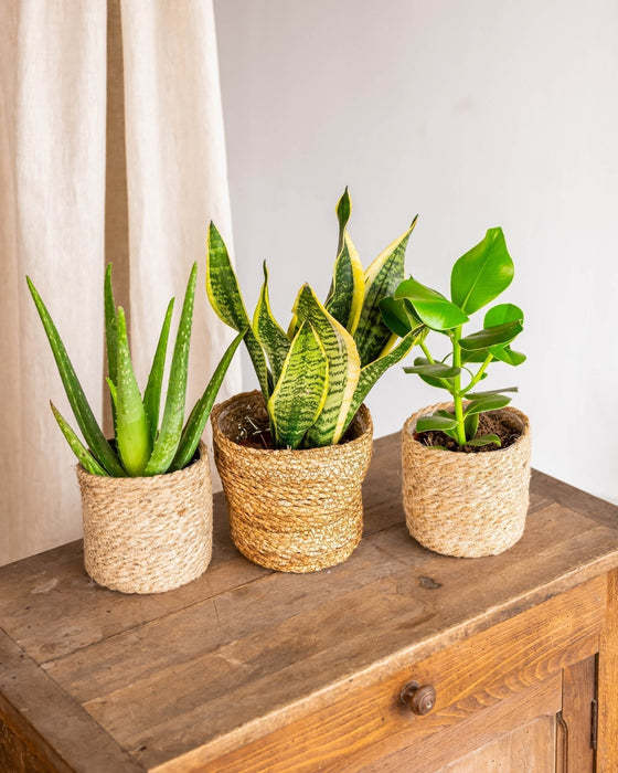 Scatola Per Piante Easycare