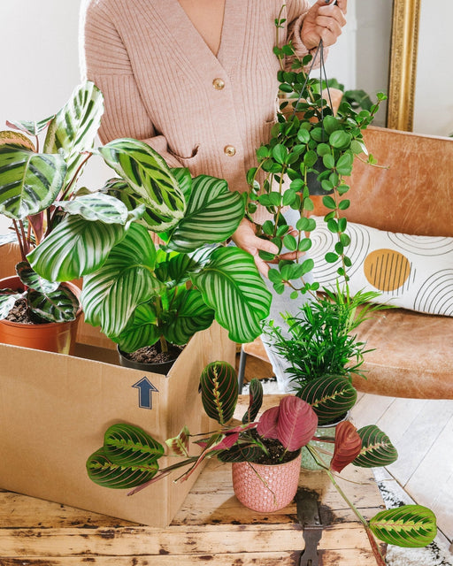 Scatola Per Piante Adatta Agli Animali Domestici