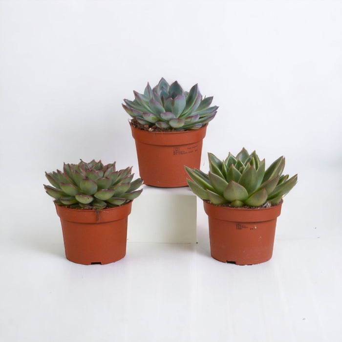 Scatola Echeveria - Set Di 3 Piante, H21Cm