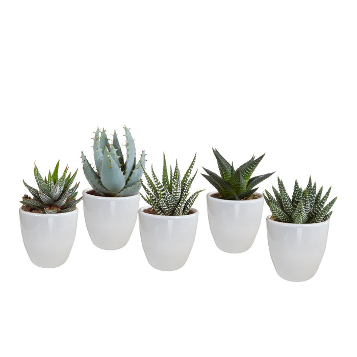 Scatola Gasteria, Haworthia E I Suoi Vasi Per Piante Bianchi - Set Di 5 Piante, H13Cm