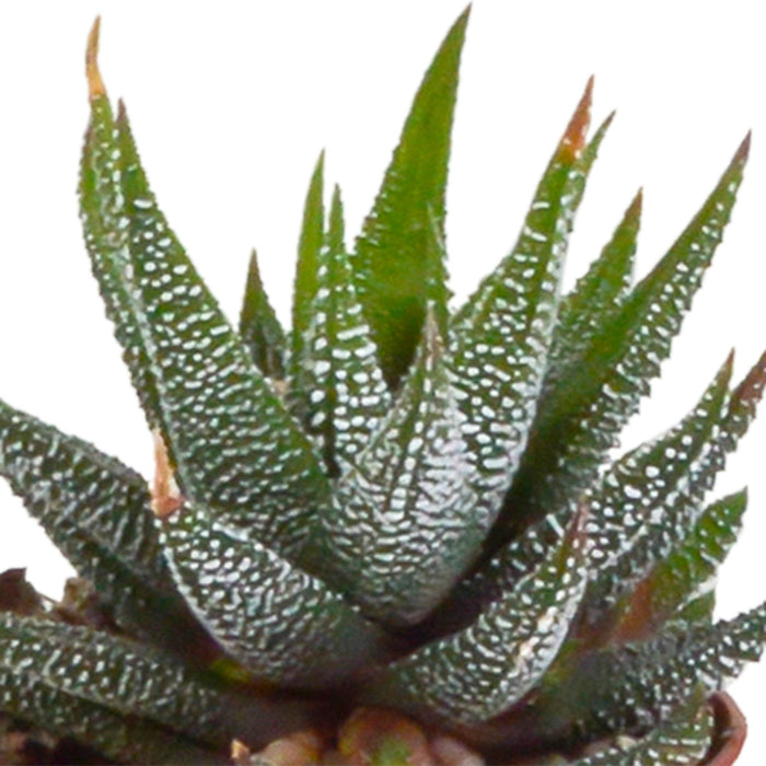 Scatola Gasteria, Haworthia E I Suoi Vasi Per Piante Bianchi - Set Di 5 Piante, H13Cm