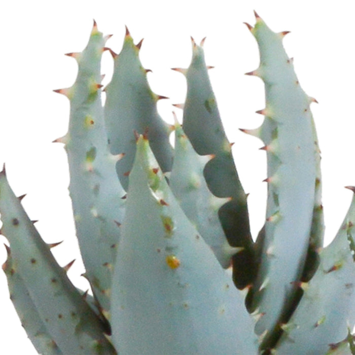 Scatola Gasteria, Haworthia E I Suoi Vasi Per Piante Bianchi - Set Di 5 Piante, H13Cm