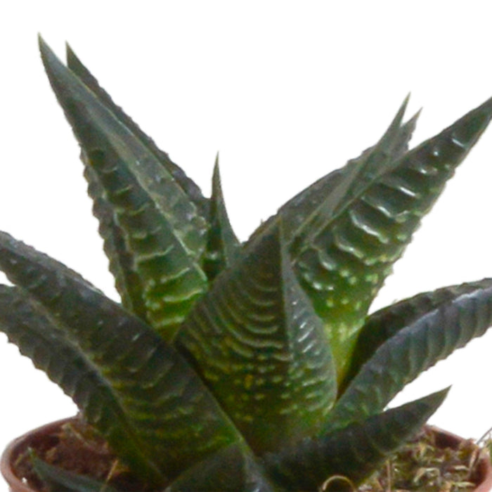 Scatola Gasteria, Haworthia E I Suoi Vasi Per Piante Bianchi - Set Di 5 Piante, H13Cm