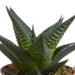 Scatola Gasteria, Haworthia E I Suoi Vasi Per Piante Bianchi - Set Di 5 Piante, H13Cm