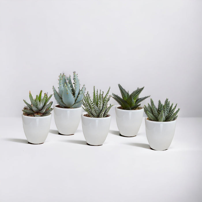 Scatola Gasteria, Haworthia E I Suoi Vasi Per Piante Bianchi - Set Di 5 Piante, H13Cm