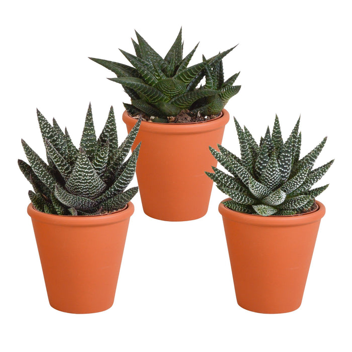 Gasteria Box, Haworthia E I Suoi Vasi Per Piante In Terracotta - Set Di 3 Piante, H18Cm