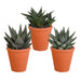 Gasteria Box, Haworthia E I Suoi Vasi Per Piante In Terracotta - Set Di 3 Piante, H18Cm