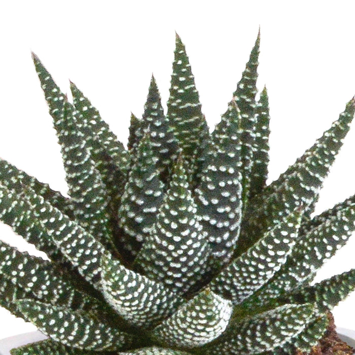 Gasteria Box, Haworthia E I Suoi Vasi Per Piante In Terracotta - Set Di 3 Piante, H18Cm