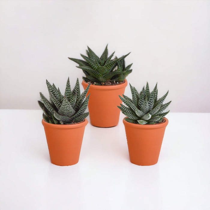 Gasteria Box, Haworthia E I Suoi Vasi Per Piante In Terracotta - Set Di 3 Piante, H18Cm
