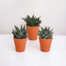 Gasteria Box, Haworthia E I Suoi Vasi Per Piante In Terracotta - Set Di 3 Piante, H18Cm