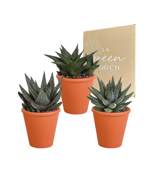 Gasteria Box, Haworthia E I Suoi Vasi Per Piante In Terracotta - Set Di 3 Piante, H18Cm