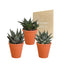Gasteria Box, Haworthia E I Suoi Vasi Per Piante In Terracotta - Set Di 3 Piante, H18Cm