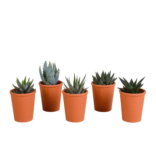 Gasteria Box, Haworthia E I Suoi Vasi Per Piante In Terracotta - Set Di 5 Piante, H13Cm