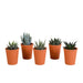 Gasteria Box, Haworthia E I Suoi Vasi Per Piante In Terracotta - Set Di 5 Piante, H13Cm