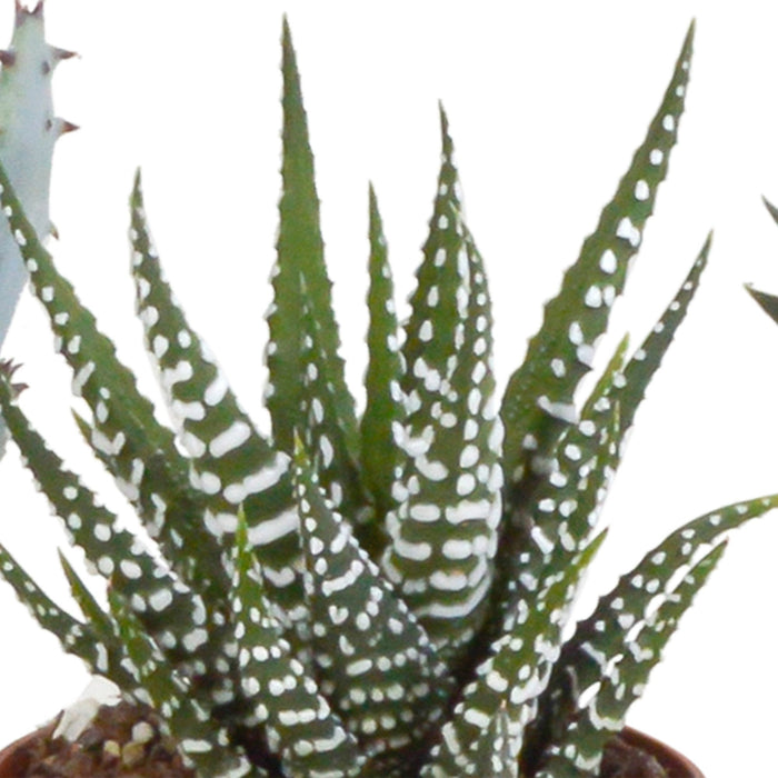 Gasteria Box, Haworthia E I Suoi Vasi Per Piante In Terracotta - Set Di 5 Piante, H13Cm