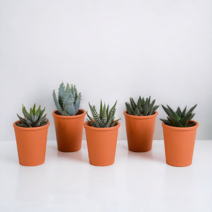 Gasteria Box, Haworthia E I Suoi Vasi Per Piante In Terracotta - Set Di 5 Piante, H13Cm
