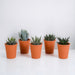 Gasteria Box, Haworthia E I Suoi Vasi Per Piante In Terracotta - Set Di 5 Piante, H13Cm