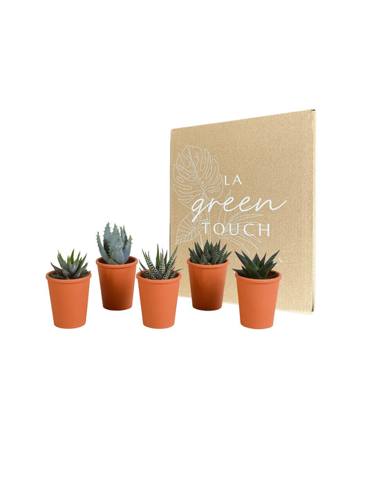 Gasteria Box, Haworthia E I Suoi Vasi Per Piante In Terracotta - Set Di 5 Piante, H13Cm