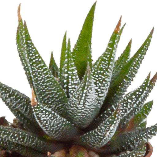 Scatola Gasteria, Haworthia - Set Di 5 Piante, H13Cm