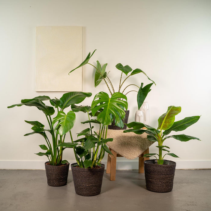 Box Monstera Deliciosa, Alocasia Zebrina, Strelitzia Nicolai, Banana Musa - Set Di 4 Piante