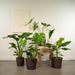 Box Monstera Deliciosa, Alocasia Zebrina, Strelitzia Nicolai, Banana Musa - Set Di 4 Piante