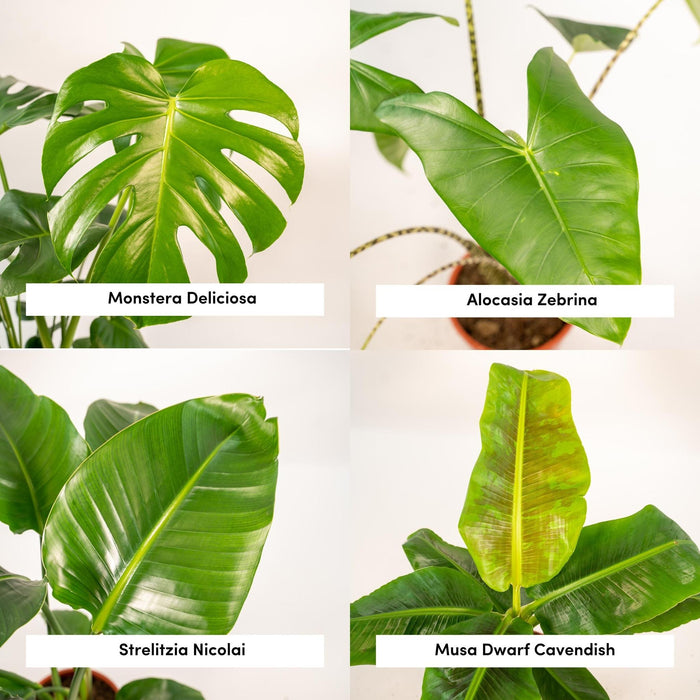 Box Monstera Deliciosa, Alocasia Zebrina, Strelitzia Nicolai, Banana Musa - Set Di 4 Piante