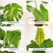 Box Monstera Deliciosa, Alocasia Zebrina, Strelitzia Nicolai, Banana Musa - Set Di 4 Piante