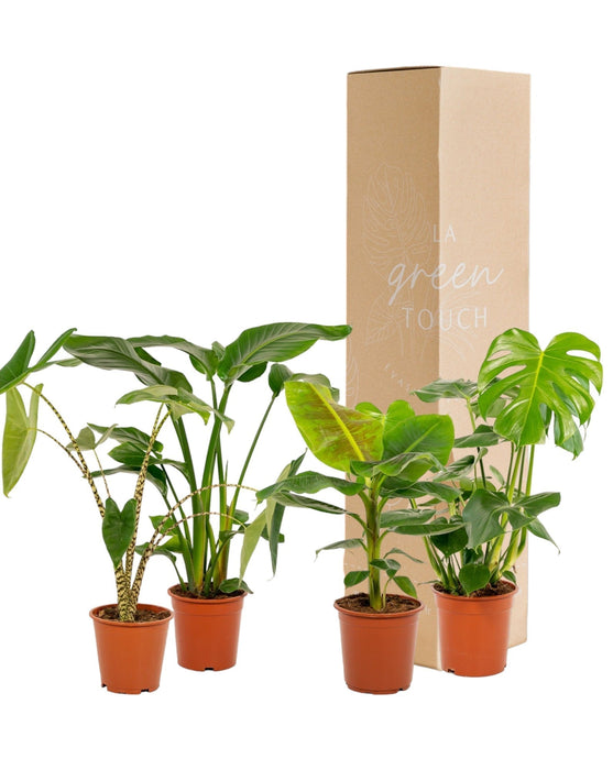 Box Monstera Deliciosa, Alocasia Zebrina, Strelitzia Nicolai, Banana Musa - Set Di 4 Piante