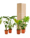 Box Monstera Deliciosa, Alocasia Zebrina, Strelitzia Nicolai, Banana Musa - Set Di 4 Piante