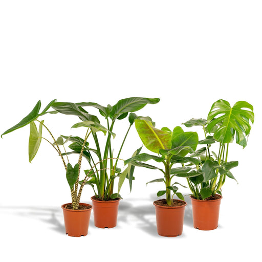 Box Monstera Deliciosa, Alocasia Zebrina, Strelitzia Nicolai, Banana Musa - Set Di 4 Piante