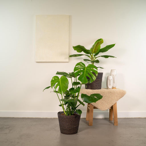Scatola Monstera Deliciosa, Banano Musa E I Suoi Cestini - Set Di 2 Piante