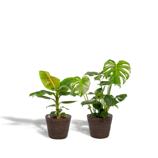 Scatola Monstera Deliciosa, Banano Musa E I Suoi Cestini - Set Di 2 Piante