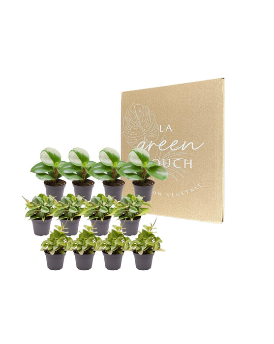 Scatola Peperomia - Set Di 12 Piante