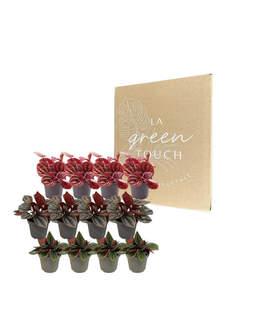 Scatola Peperomia - Set Di 12 Piante