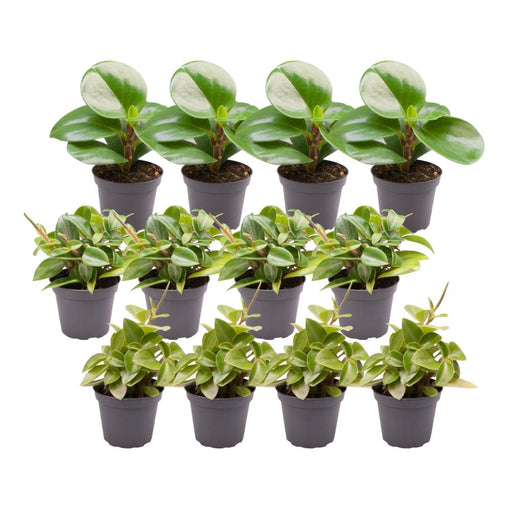 Scatola Peperomia - Set Di 12 Piante