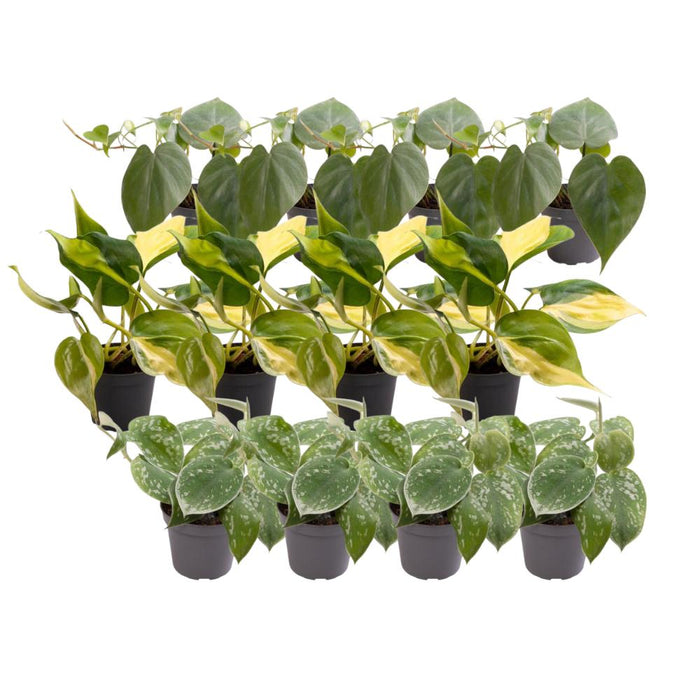 Scatola Philodendron Scandens - Lotto Di 12 Piante