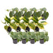 Scatola Philodendron Scandens - Lotto Di 12 Piante