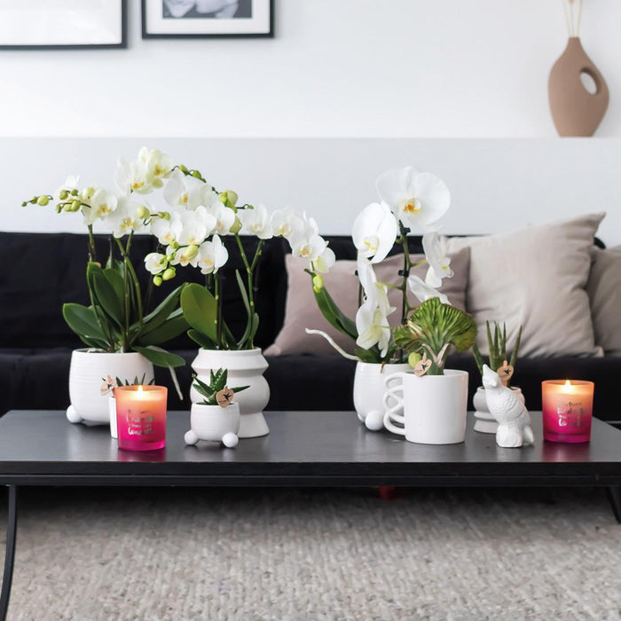 Scatola Rhipsalis E I Suoi Vasi Per Piante In Ceramica Rosa Cipria - Set Di 3 Piante, Ø9Cm