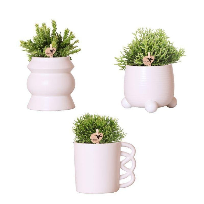 Scatola Rhipsalis E I Suoi Vasi Per Piante In Ceramica Rosa Cipria - Set Di 3 Piante, Ø9Cm