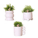 Scatola Rhipsalis E I Suoi Vasi Per Piante In Ceramica Rosa Cipria - Set Di 3 Piante, Ø9Cm