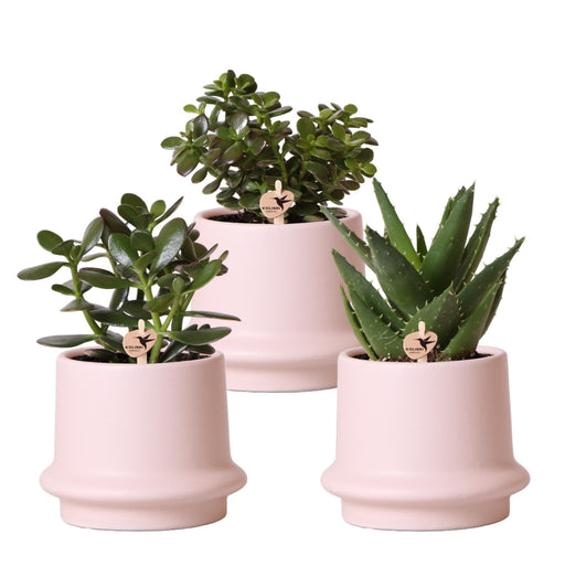 Scatola Per Piante Grasse E I Suoi Vasi Per Piante In Ceramica Rosa - Set Di 3 Piante, H20Cm