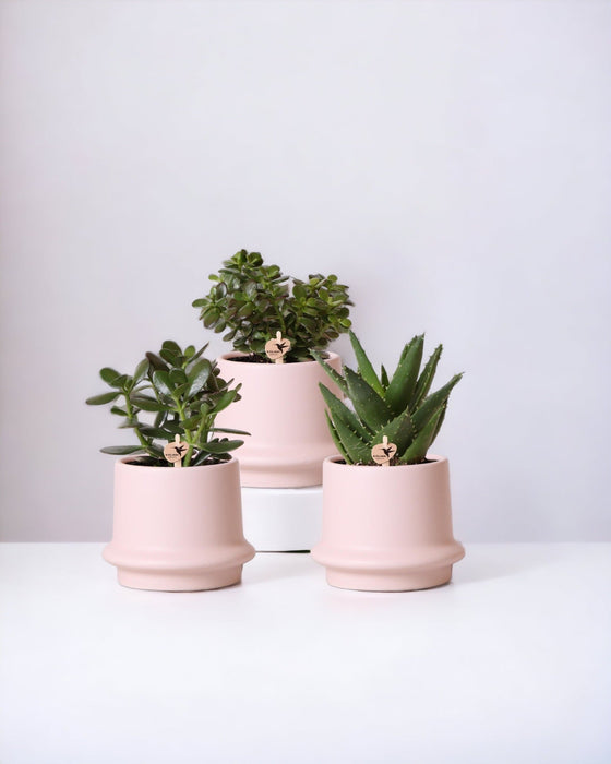 Scatola Per Piante Grasse E I Suoi Vasi Per Piante In Ceramica Rosa - Set Di 3 Piante, H20Cm
